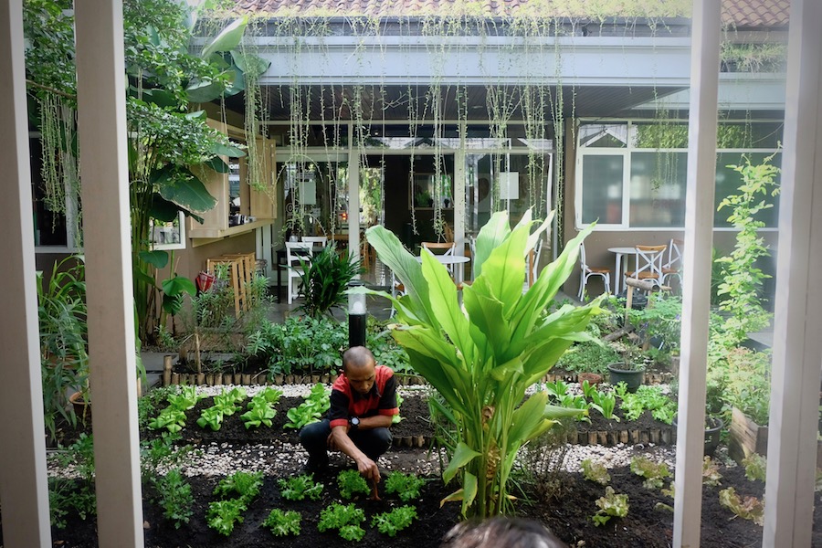 heytheregrace.com | Greens and Bean Bandung - indoor & garden