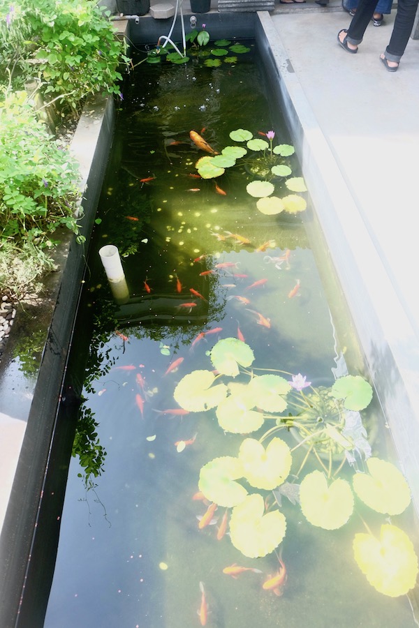 heytheregrace.com | Greens and Bean Bandung - fish pond