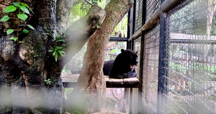 Visiting the Unexpectedly Big Zoo at Batu Secret Zoo, Jatim Park 2, Malang